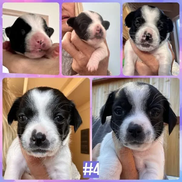 A baby small-sized female Tricolor (Brown, Black, & White) Chihuahua dog named Pup for adoption in Arroyo Grande, CA