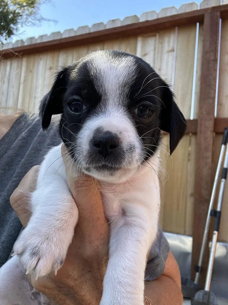 Pup thumbnail 3