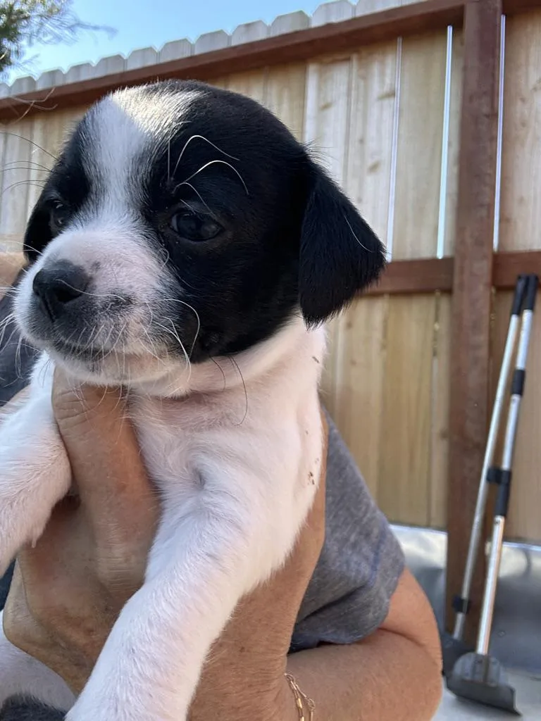 Pup thumbnail 4