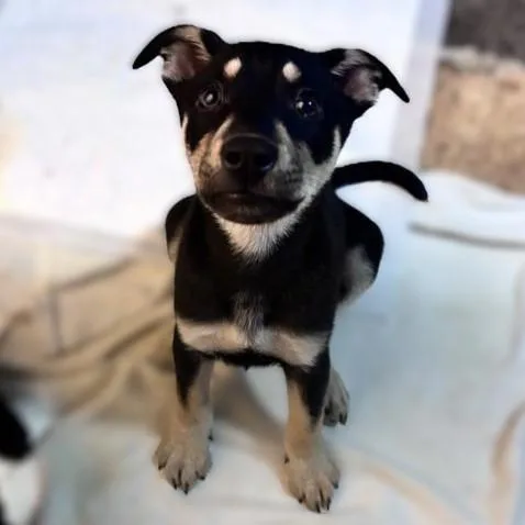 A baby small-sized female Labrador Retriever dog named Aria for adoption in San Antonio, TX