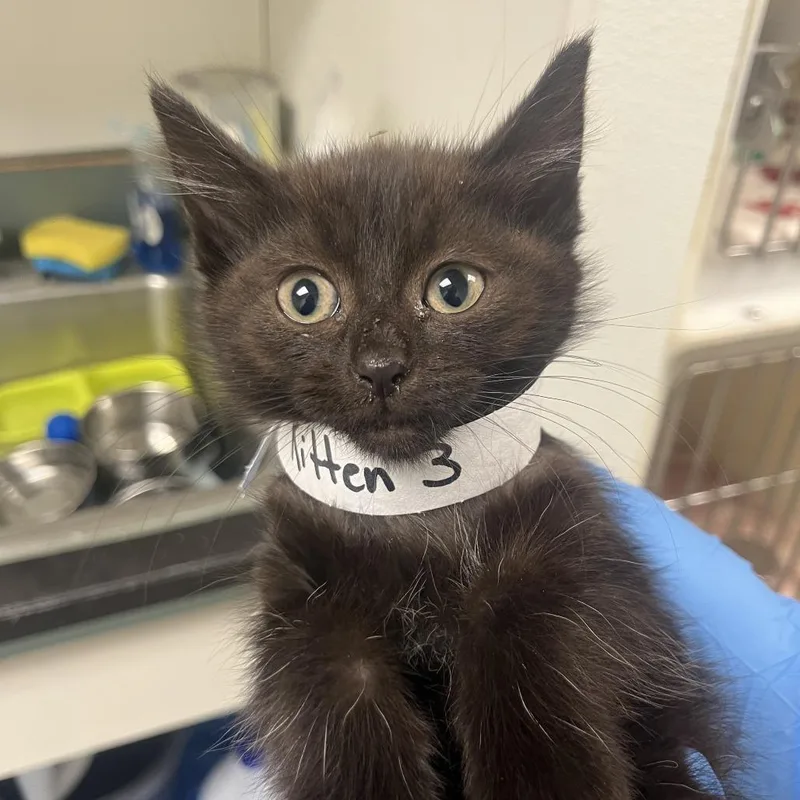 A baby small-sized female Black Domestic Short Hair cat named Elvira for adoption in Harrisonburg, VA