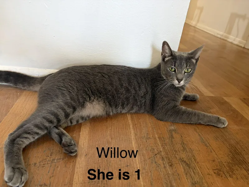 A young medium-sized female Tabby (Brown / Chocolate) Domestic Short Hair cat named Willow for adoption in Boca Raton, FL