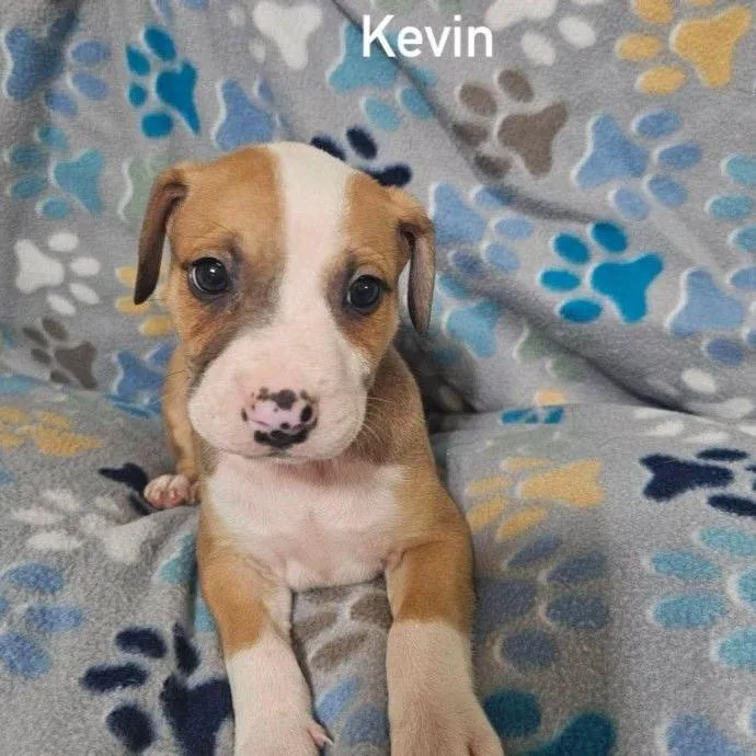 Kevin