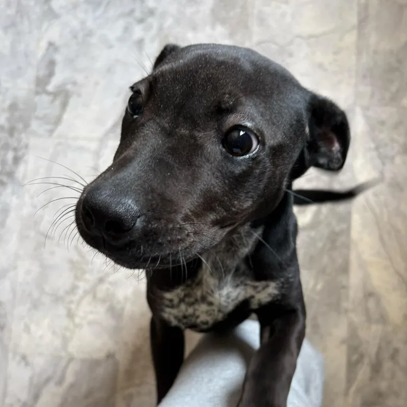 A baby small-sized female Black Mixed Breed dog named Harlow for adoption in Oak Hill, WV