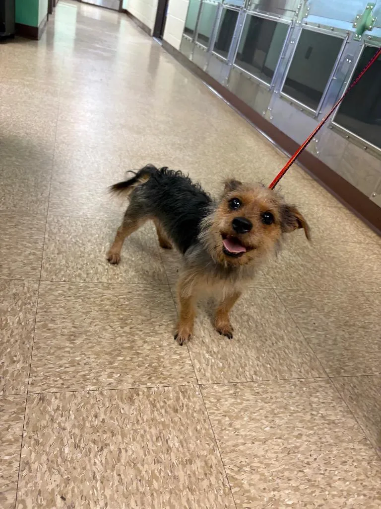 A young small-sized male Shih Tzu dog named Oliver for adoption in Nacogdoches, TX