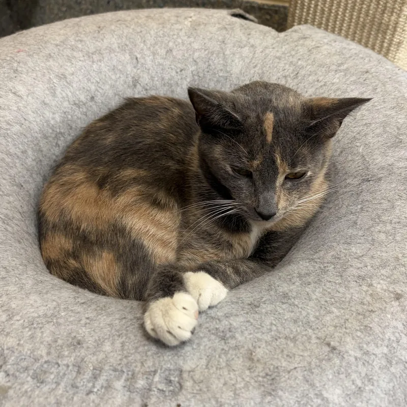 An adult medium-sized female Tortoiseshell Domestic Short Hair cat named Raspberry Spritz for adoption in Charleston, SC