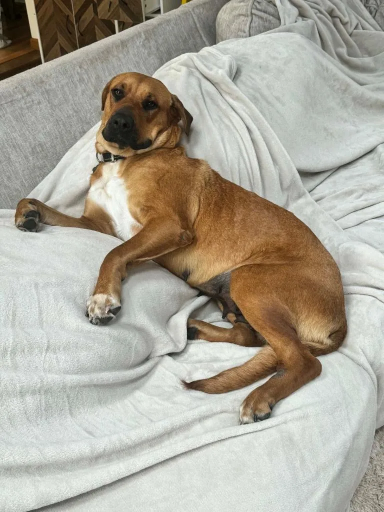 A young large-sized female Rhodesian Ridgeback dog named Ruby for adoption in Bristol, WI