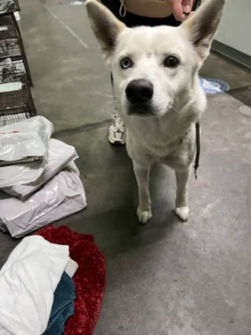 An adult large-sized male Siberian Husky dog named Chucho for adoption in Los Angeles, CA