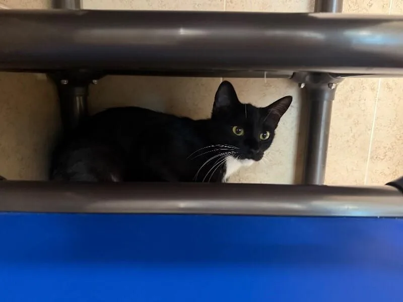 An adult medium-sized female Black Domestic Short Hair cat named Kay for adoption in Hobbs, NM