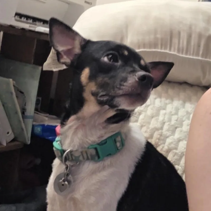 An adult small-sized female Rat Terrier dog named Millie Pooh for adoption in Spring Hill, KS