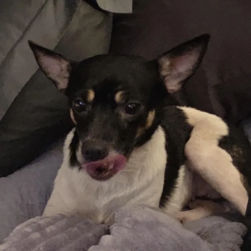 Millie Pooh thumbnail 2