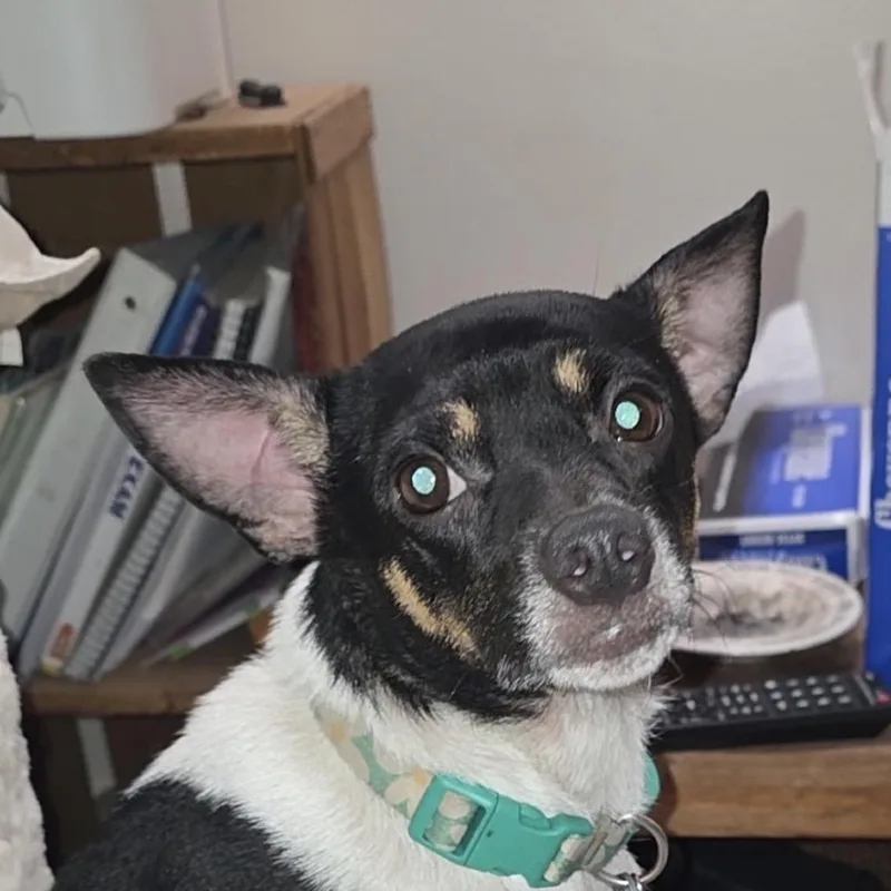 Millie Pooh thumbnail 3
