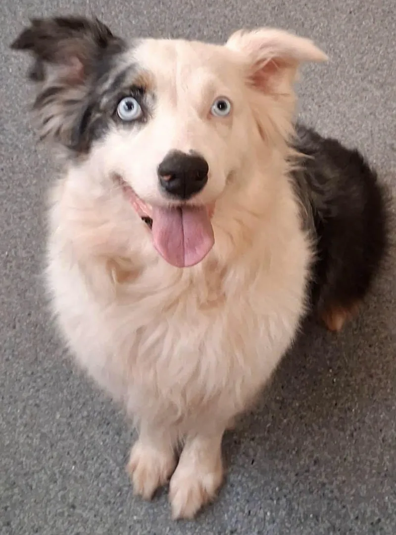 An adult medium-sized female Australian Shepherd dog named Jennie for adoption in Covington, VA