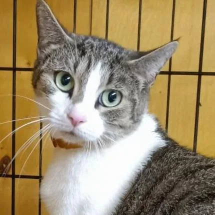 An adult small-sized female Domestic Short Hair cat named Cinderella for adoption in Newark, NJ