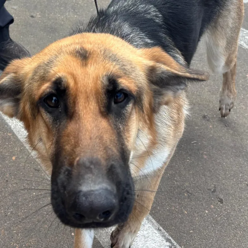 An adult large-sized female Black Mixed Breed dog named Brandy for adoption in Memphis, TN