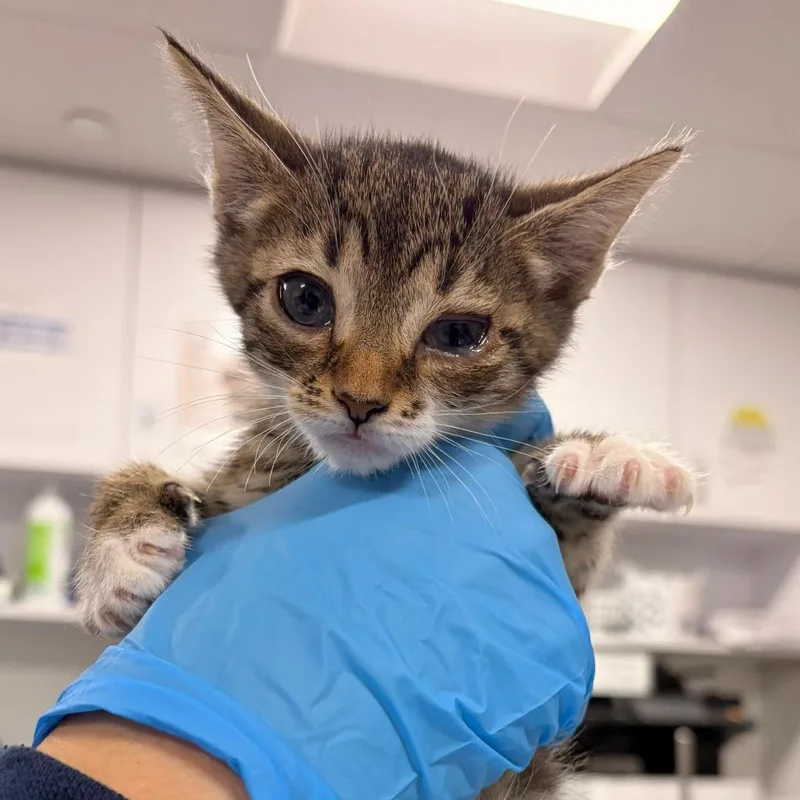 A baby small-sized female Brown / Chocolate Domestic Short Hair cat named Maruja for adoption in Newark, NJ