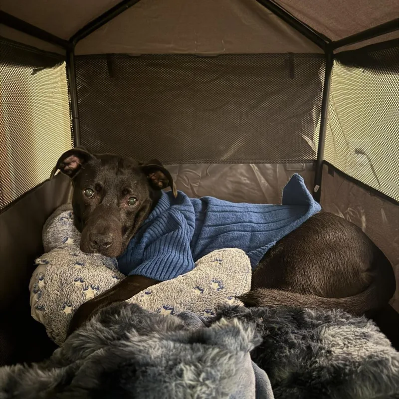 An adult medium-sized male Black Labrador Retriever dog named River Run for adoption in Long Island City, NY