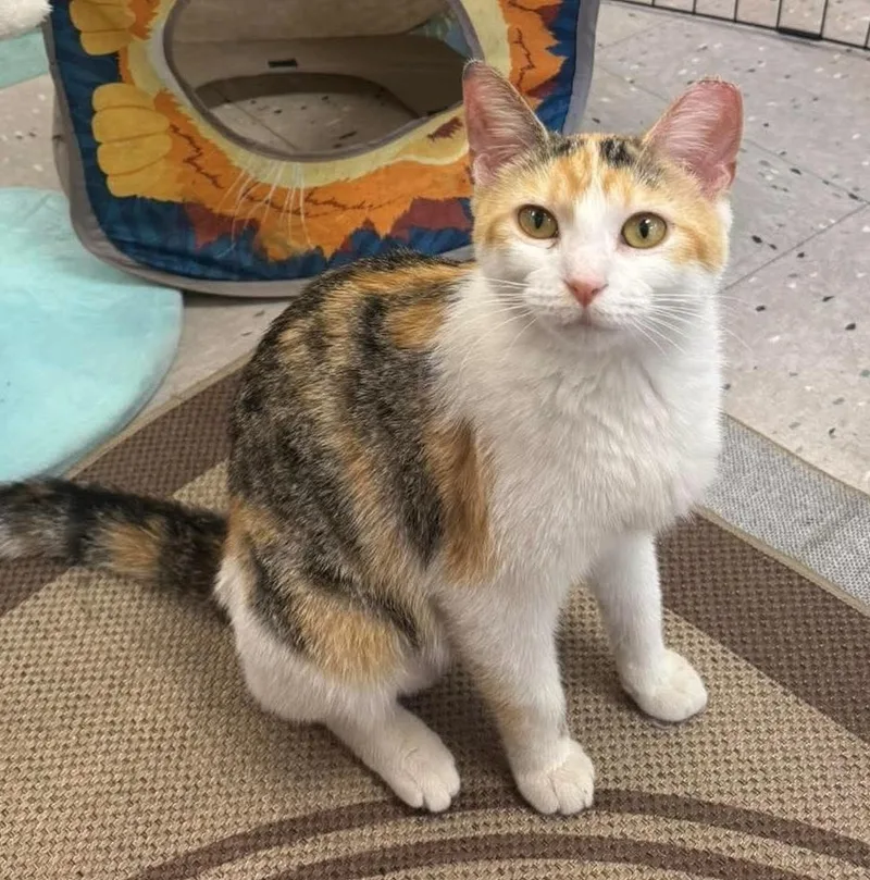 A young small-sized female Orange & White Domestic Short Hair cat named Callie for adoption in Chicago, IL