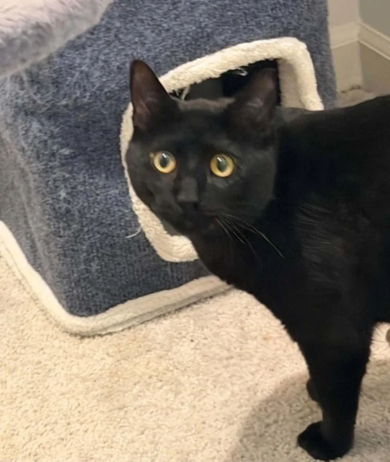 An adult large-sized male Black Domestic Short Hair cat named Ozzy for adoption in Charleston, SC