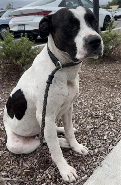 An adult large-sized male Pit Bull Terrier dog named Mr Dogtor Professor for adoption in Indianapolis, IN
