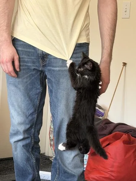 A baby small-sized male Domestic Medium Hair cat named Gregory for adoption in Stratham, NH