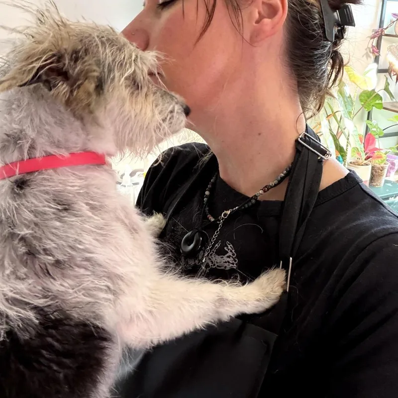 An adult small-sized female White / Cream Mixed Breed dog named Lambie for adoption in Medford, NJ