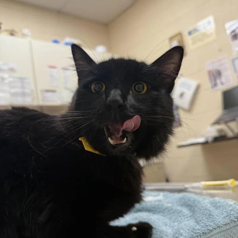 A young large-sized male Black Domestic Long Hair cat named Bear Bear$ for adoption in Springfield, MA
