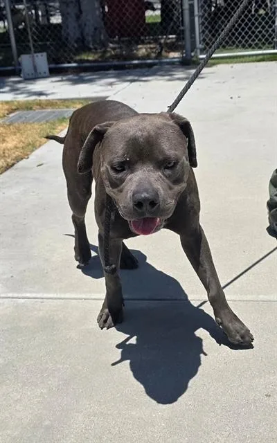 A young medium-sized male Pit Bull Terrier dog named Boston for adoption in Downey, CA