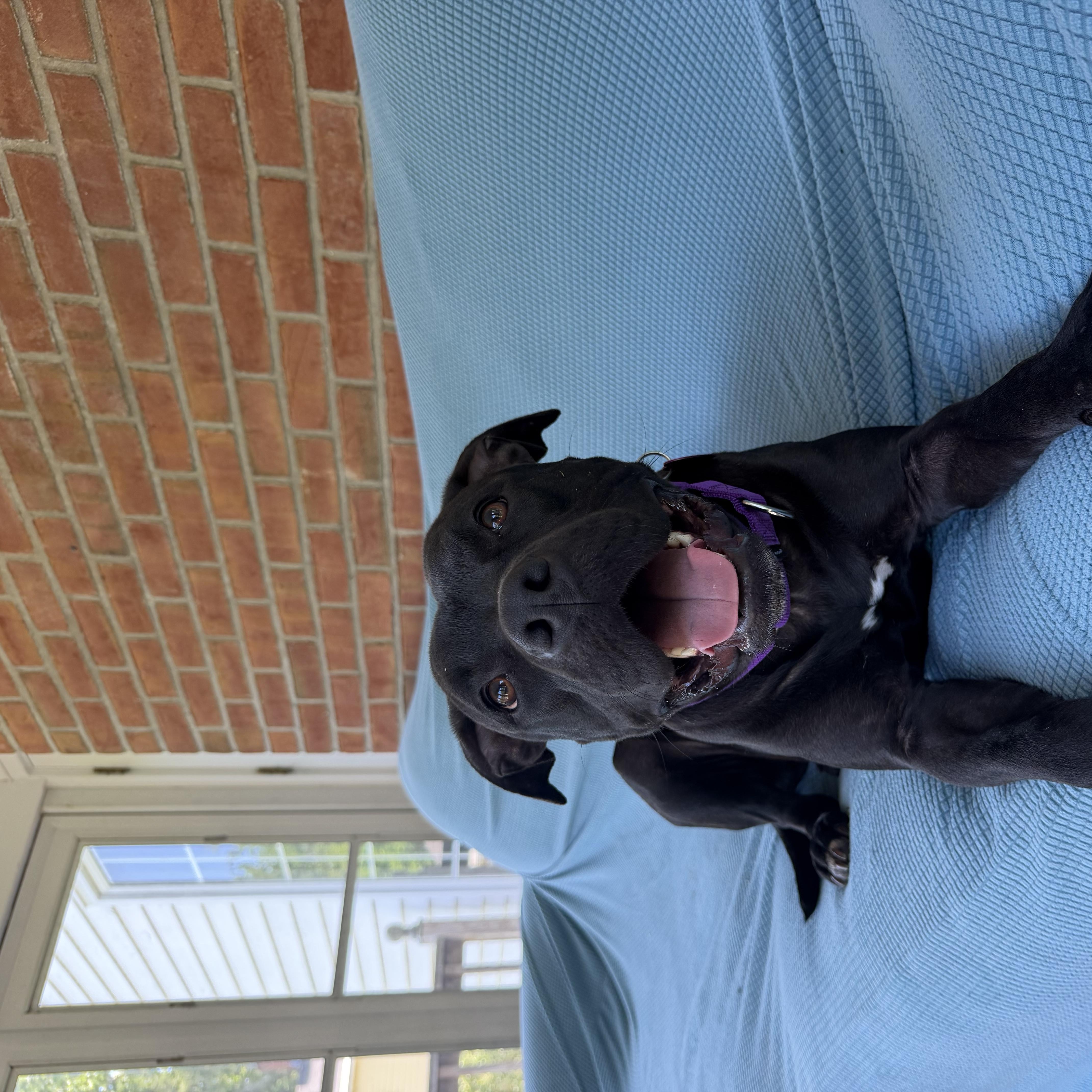 A young medium-sized female Black American Staffordshire Terrier dog named Marnie for adoption in Bedminster, NJ