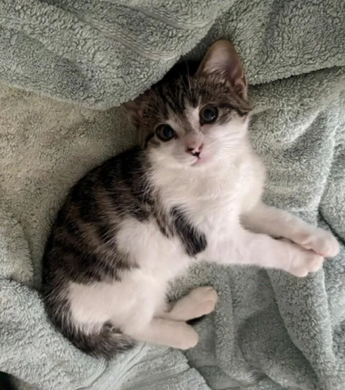 A young medium-sized female Tabby (Brown / Chocolate) Domestic Short Hair cat named Daisy for adoption in North Babylon, NY