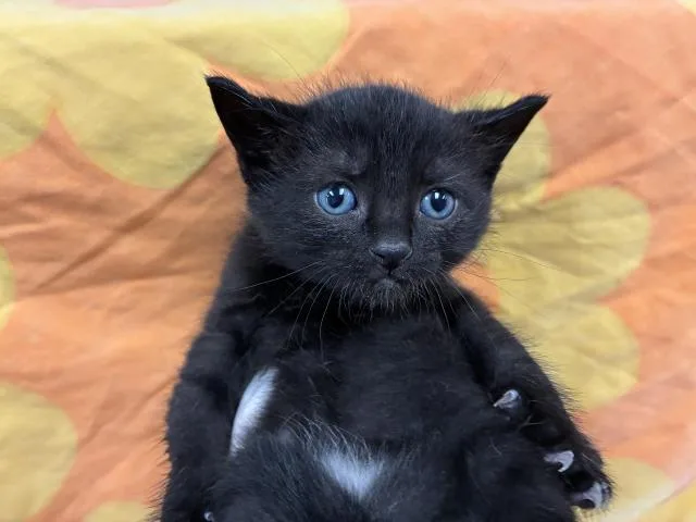 A baby small-sized female Domestic Short Hair cat named Grimalkin for adoption in Pensacola, FL