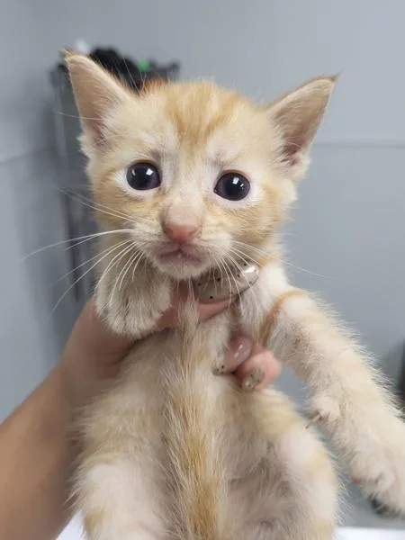 A baby small-sized female Domestic Short Hair cat named Kc for adoption in Lawrenceville, GA