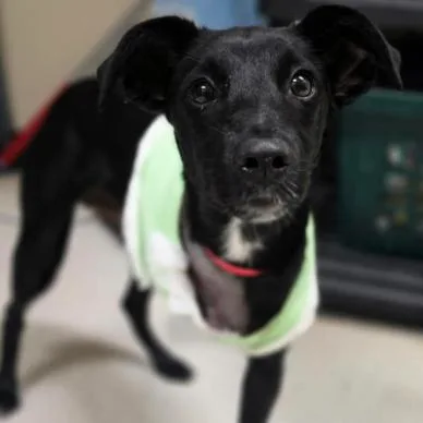 A young small-sized male Border Collie dog named Wyatt for adoption in Fort Collins, CO