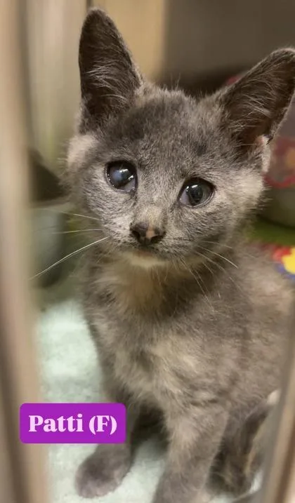 A baby small-sized female Domestic Short Hair cat named Patti for adoption in Bloomsburg, PA