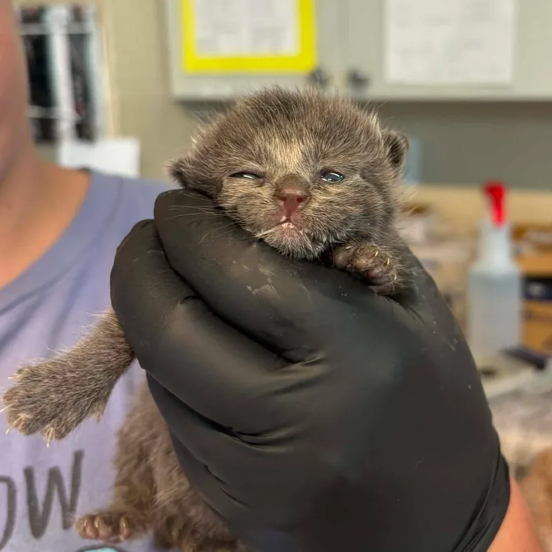 A baby small-sized female Gray / Blue / Silver Domestic Short Hair cat named Tasha for adoption in Huntington, WV