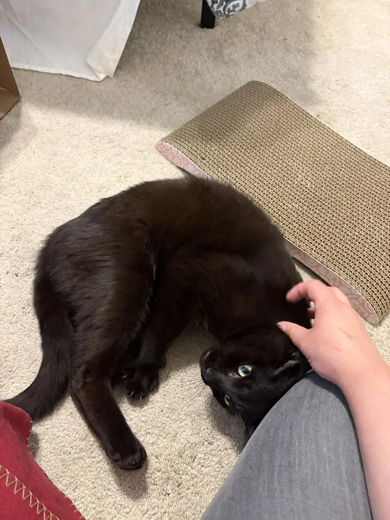 A young medium-sized male Black Domestic Short Hair cat named Radio for adoption in Beltsville, MD