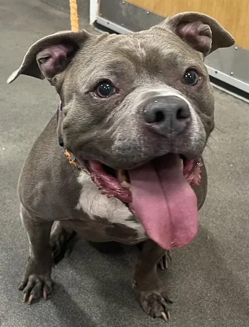 An adult medium-sized female Pit Bull Terrier dog named Seven for adoption in Upper Marlboro, MD