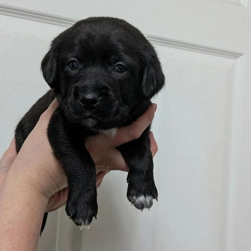 Thackeryyellow thumbnail 3