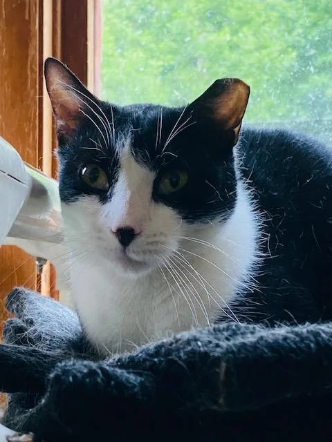 An adult medium-sized male Domestic Short Hair cat named Neon for adoption in Beacon, NY