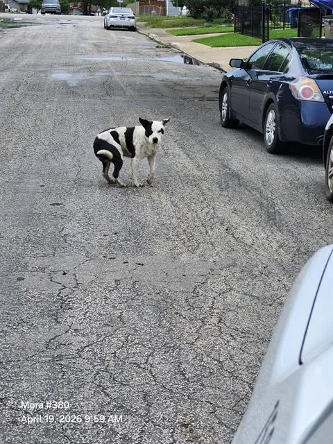 An adult large-sized male American Staffordshire Terrier dog named Manchas for adoption in San Antonio, TX