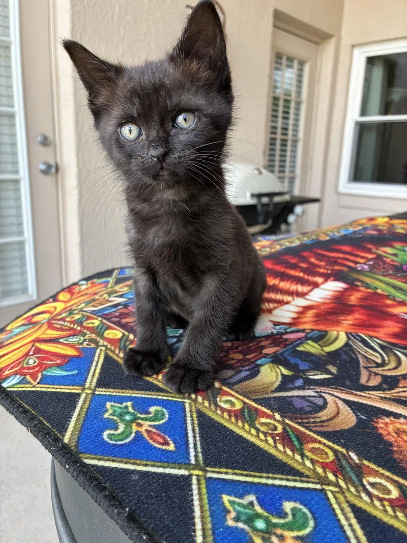 A baby medium-sized female American Shorthair cat named Jessica for adoption in Orlando, FL