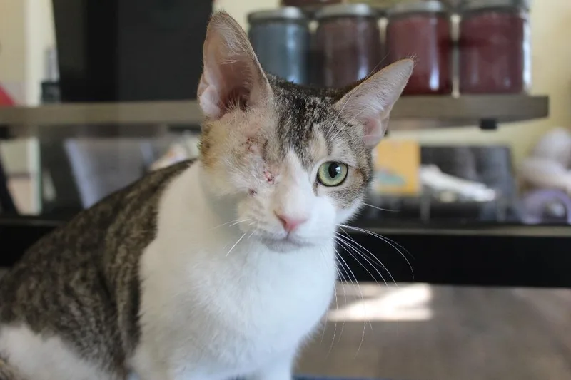 Turanga Leela thumbnail 2