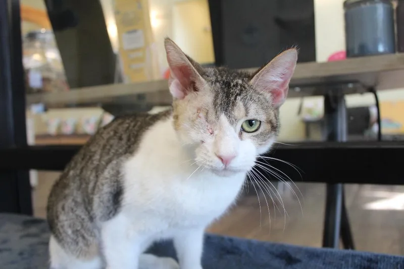 Turanga Leela thumbnail 3