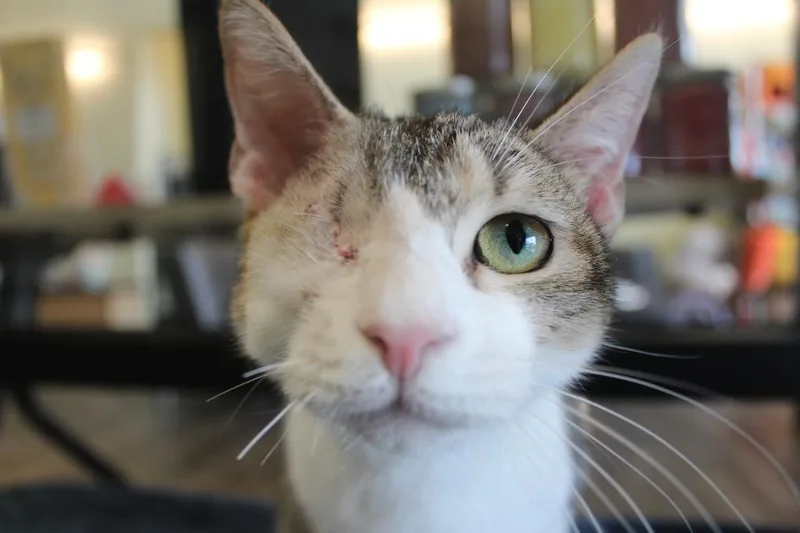 A young medium-sized female Tabby (Brown / Chocolate) Domestic Short Hair cat named Turanga Leela for adoption in Chestertown, MD