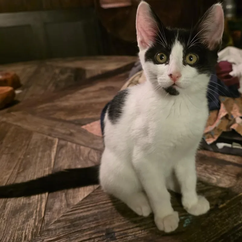 A baby small-sized male Black Domestic Short Hair cat named Batman for adoption in Los Angeles, CA