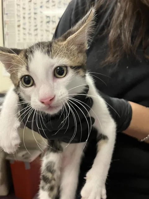 A baby small-sized male Domestic Short Hair cat named Risotto for adoption in Long Beach, CA