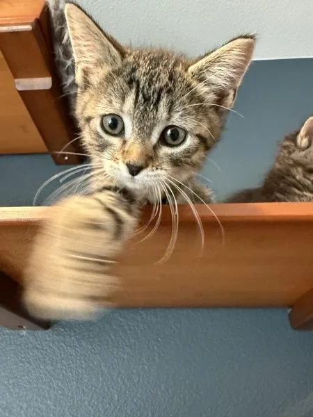A baby small-sized female Domestic Short Hair cat named Liz for adoption in Bonsall, CA