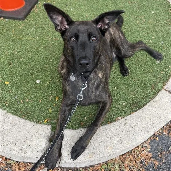 A young large-sized male Brindle Mixed Breed dog named Cherub for adoption in Chicago, IL