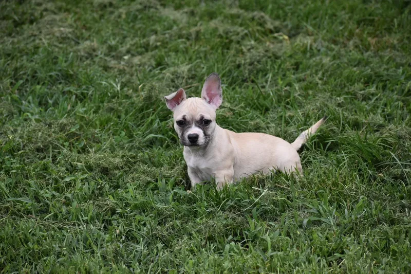 A baby small-sized female White / Cream French Bulldog dog named Cori Lacy's Litter for adoption in Potomac, MD
