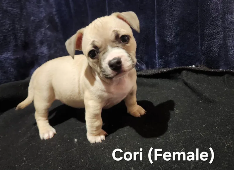 Cori Lacy's Litter thumbnail 2